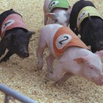 Pig Race or Corporate America